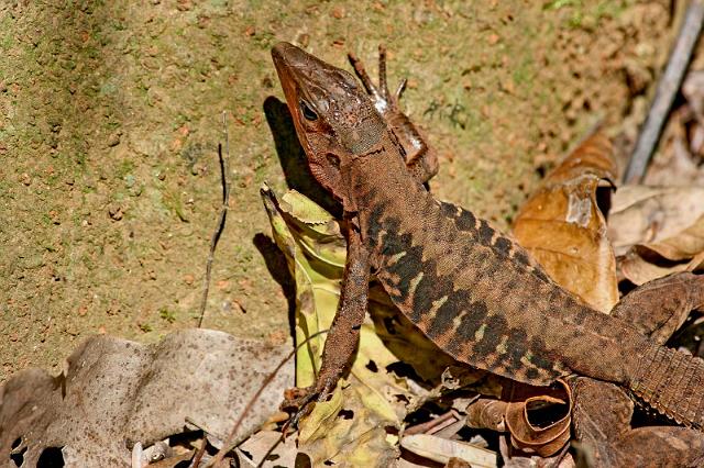 054 Pura Vida Garden, Costa Rica, hagedis.JPG